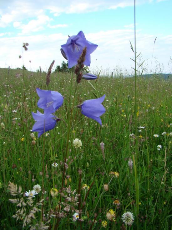 Красноїльськ з panoramio.com - Красноильск