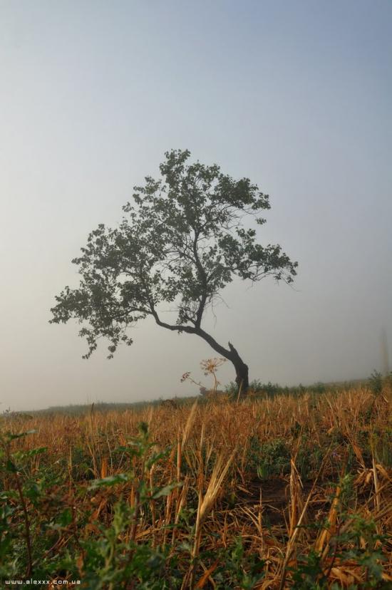 Гірсівка з panoramio.com - Гирсовка