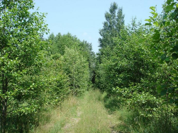 Хрипськ з panoramio.com - Хрипск