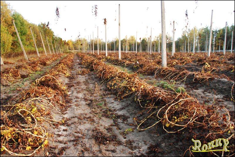 Тепениця з panoramio.com - Тепениця