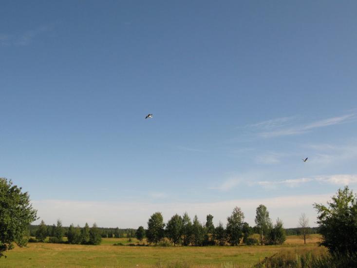 Тепениця з panoramio.com - Tepenytsya