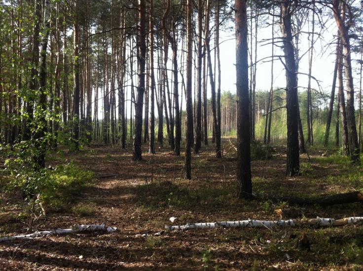 Бабинці з panoramio.com - Бабинці