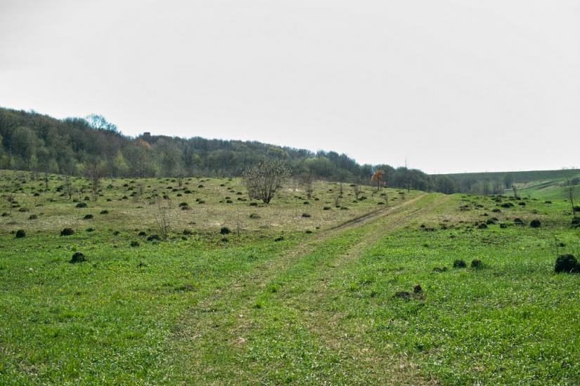 Нижчі Вовківці з panoramio.com - Nyzhchi Vovkivtsi