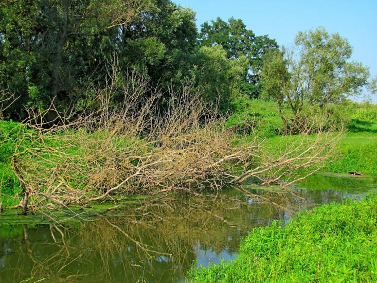 Кустин з panoramio.com - Кустин