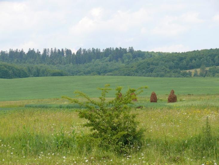 Старий Лисець з panoramio.com - Staryy Lysets