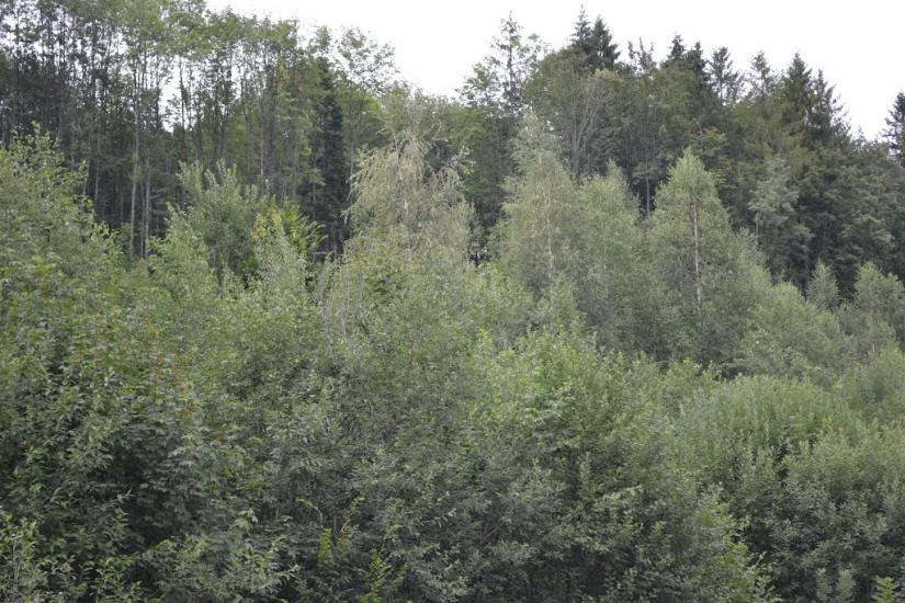 Берегомет з panoramio.com - Берегомет