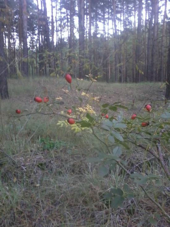 Райгородка з panoramio.com - Райгородка