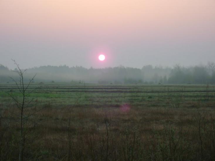 Лісове з panoramio.com - Лісове