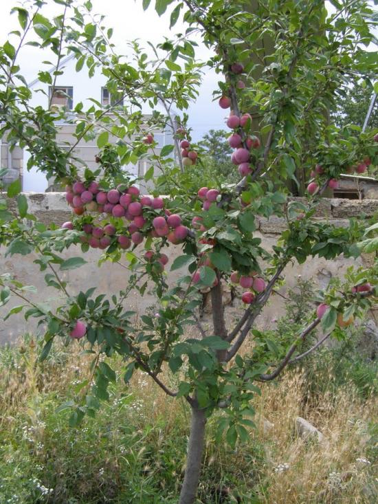 Софіївка з panoramio.com - Софіївка