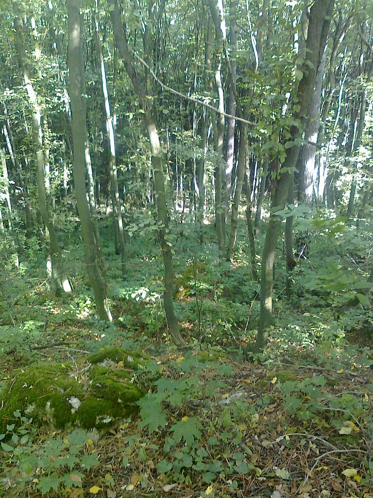 Паївка з panoramio.com - Паївка