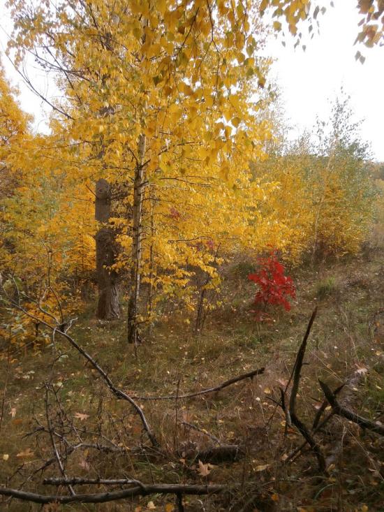 Нечаївка з panoramio.com - Нечаевка