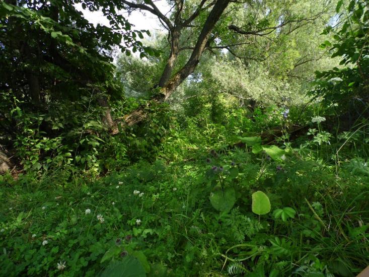 Ступаківка з panoramio.com - Ступаківка