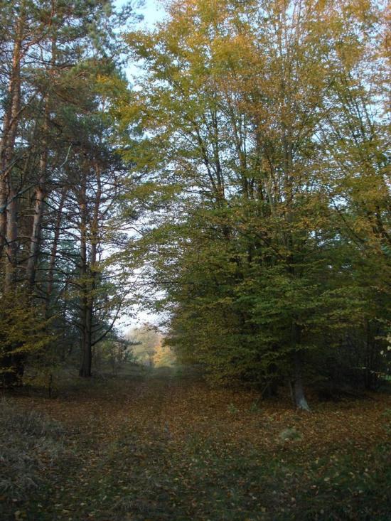 Хрипськ з panoramio.com - Хрипск