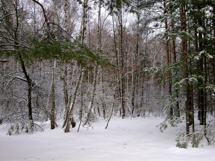 Луч з panoramio.com - Луч