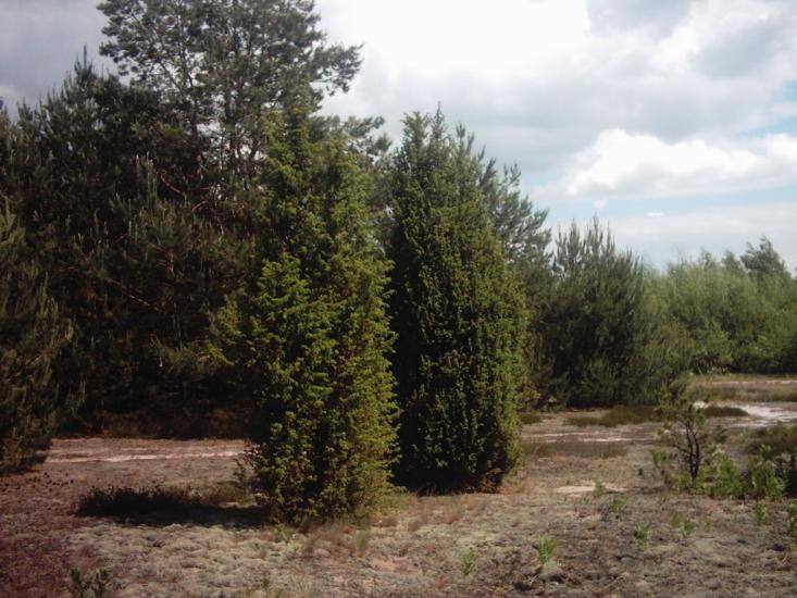Римачі з panoramio.com - Рымачи