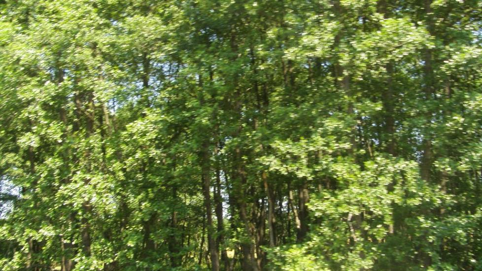 Машеве з panoramio.com - Машево