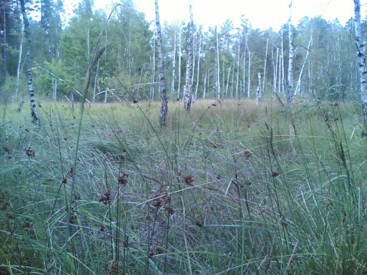 Малин з panoramio.com - Malyn