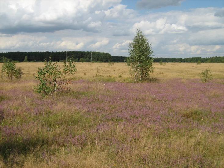 Бахів з panoramio.com - Бахів