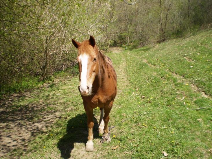 Комаргород з panoramio.com - Комаргород