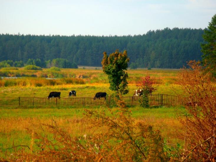 Нехворощ з panoramio.com - Нехворощ