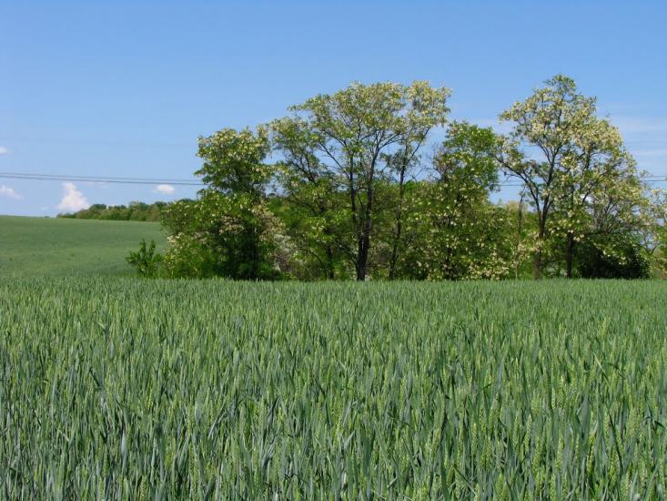 Першотравенськ з panoramio.com - Першотравенск