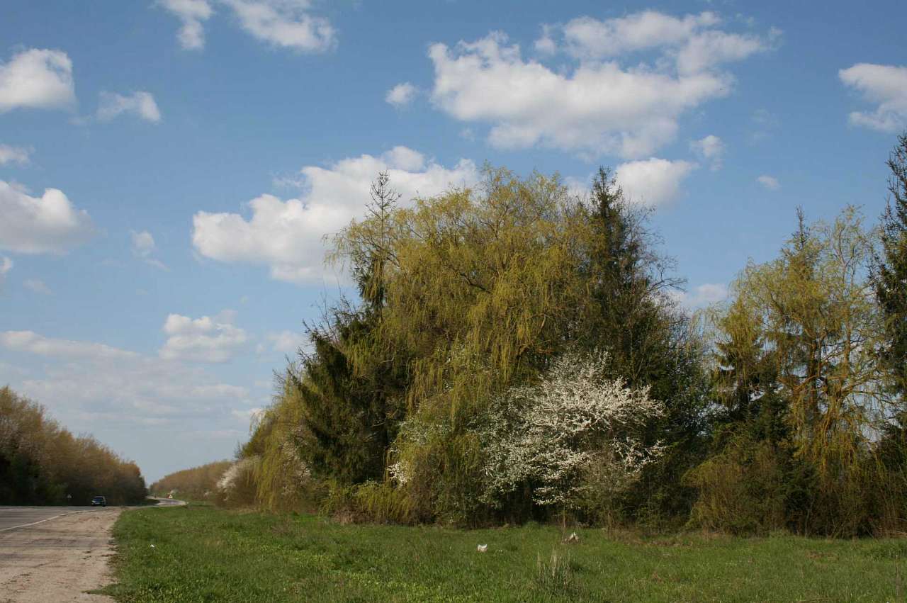 Весна на рідній землі - Кривчики