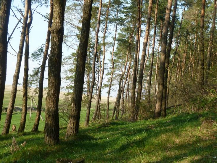 Бзовиця з panoramio.com - Бзовица