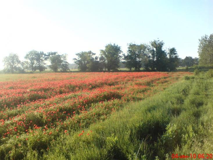Нове Життя з panoramio.com - Нове Життя