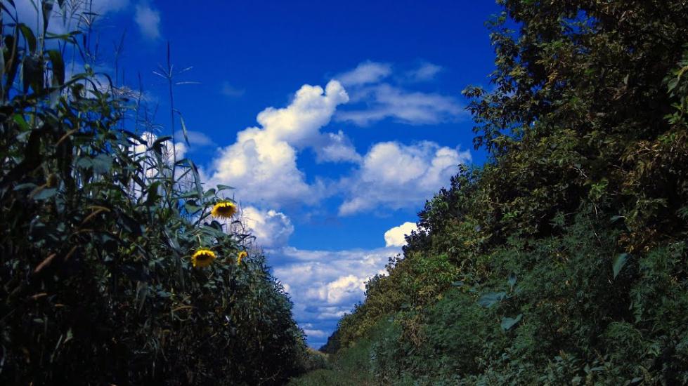 Нова Семенівка з panoramio.com - Nova Semenivka