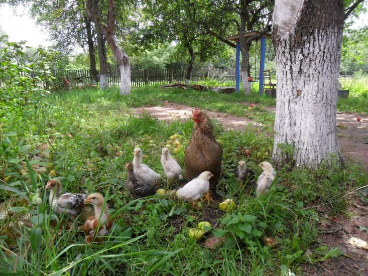 Зелениця з panoramio.com - Зелениця