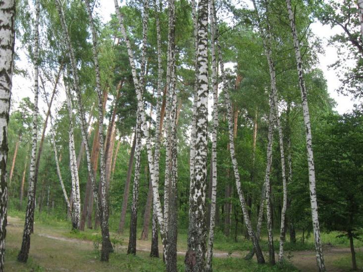 Невір з panoramio.com - Невир