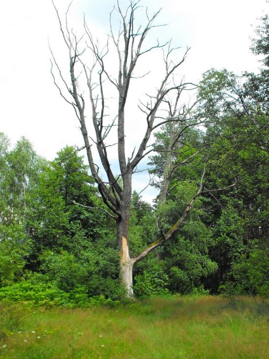Щербатівка з panoramio.com - Щербатівка