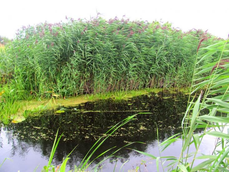 Кузнецовськ з panoramio.com - Вараш