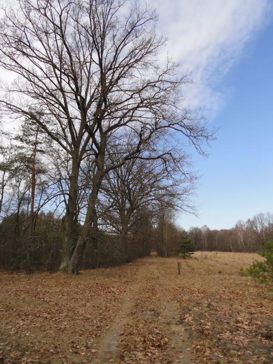 Хрипськ з panoramio.com - Khrypsk