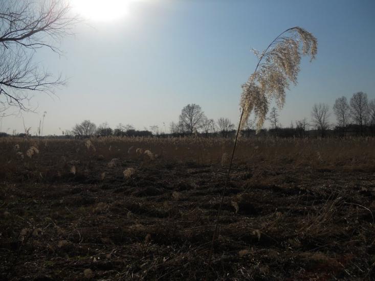 Першотравенка з panoramio.com - Первотравенка