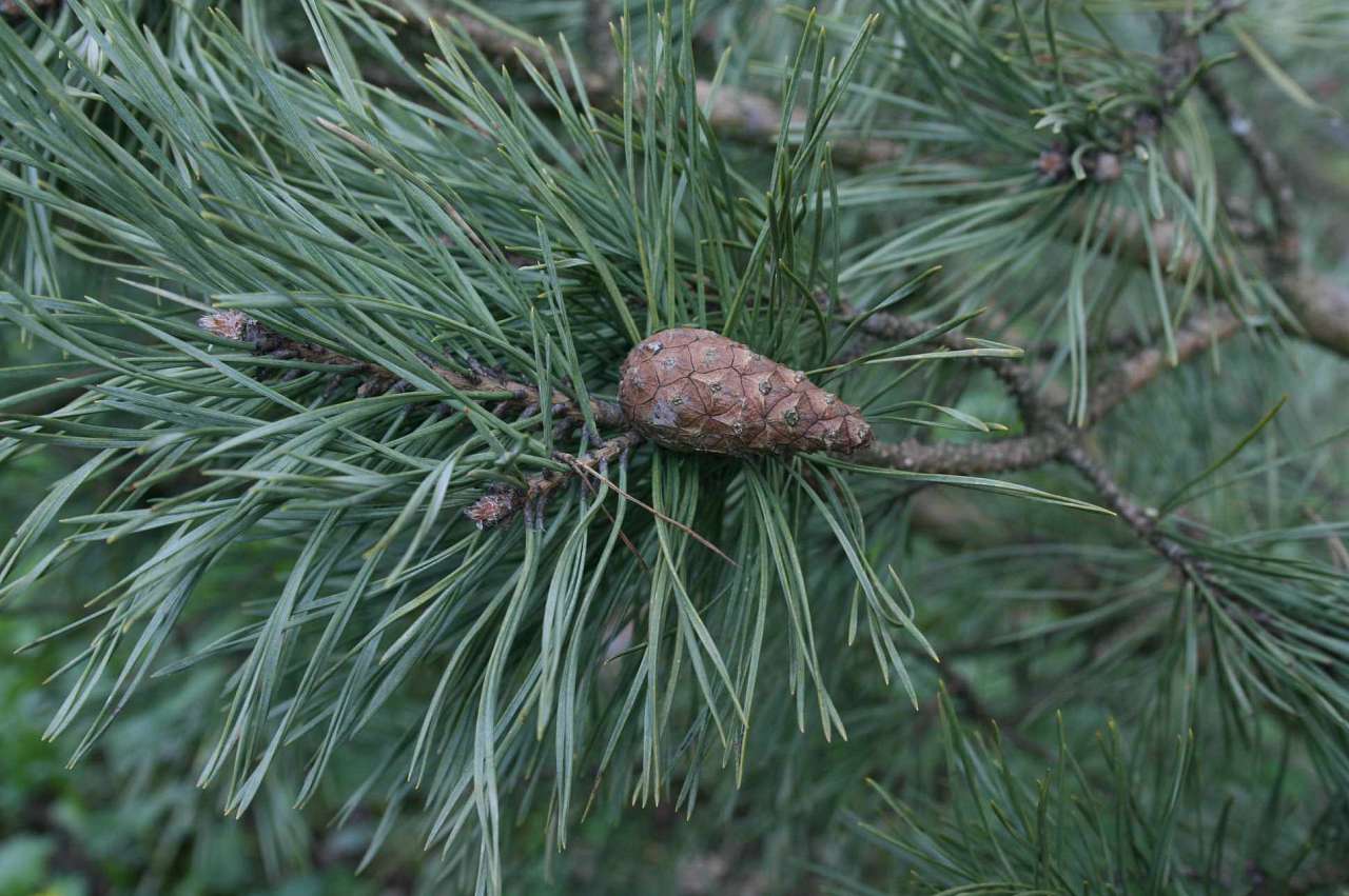 Весна на рідній землі - Кривчики
