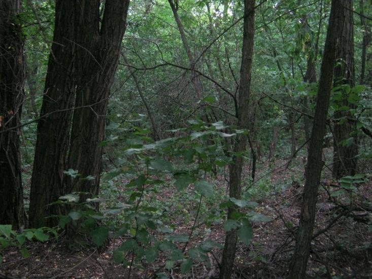Зайцеве з panoramio.com - Зайцеве