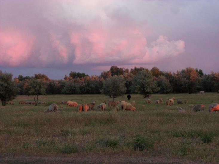 Стара Некрасівка з panoramio.com - Стара Некрасівка