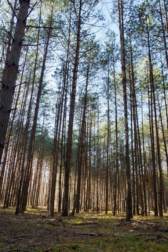 Отрохи з panoramio.com - Отрохи