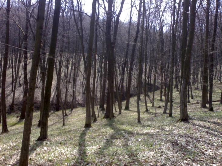 Михальче з panoramio.com - Михальче