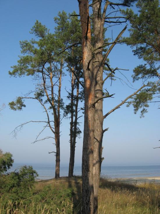 Леськи з panoramio.com - Леськи