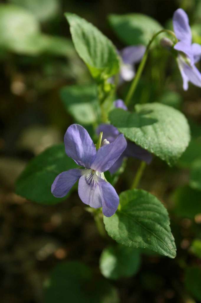 Весна на рідній землі - Кривчики