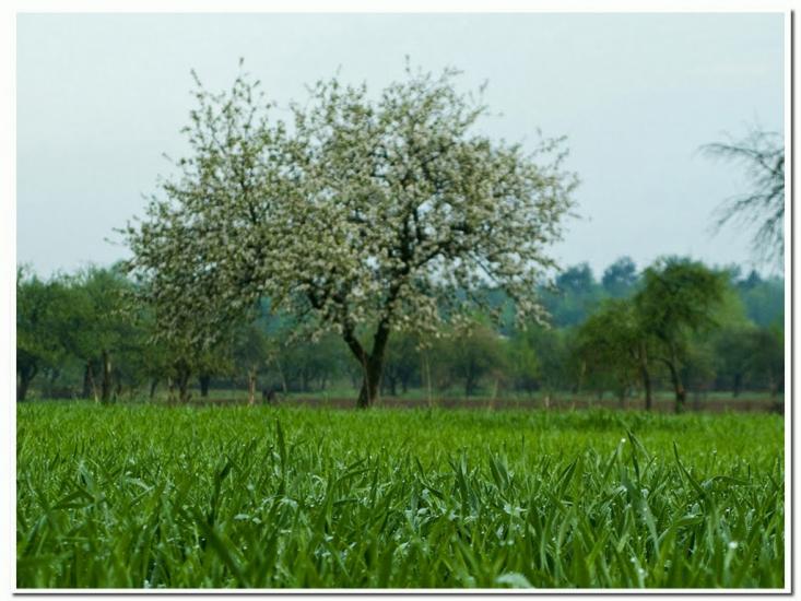 Тепениця з panoramio.com - Tepenytsya