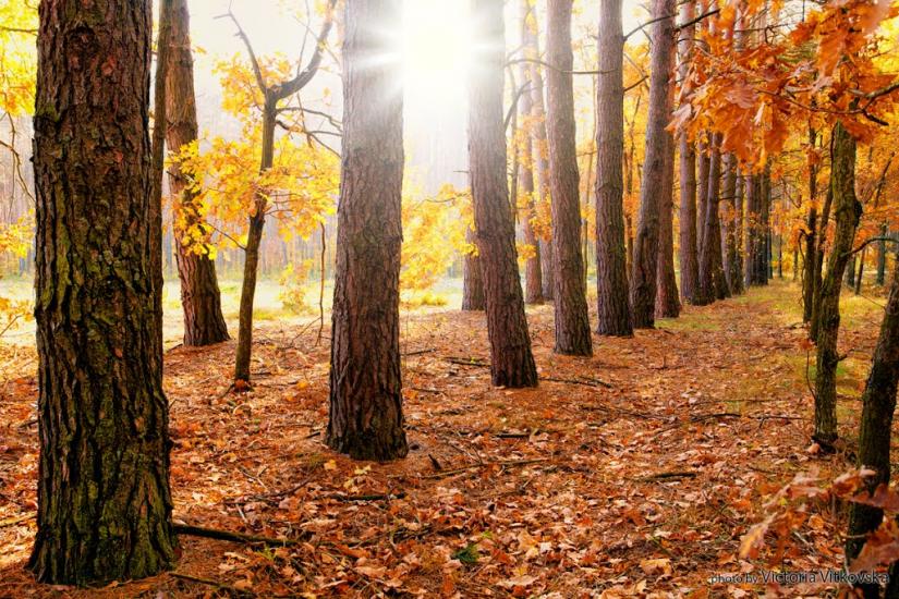 Великий Карашин з panoramio.com - Великий Карашин