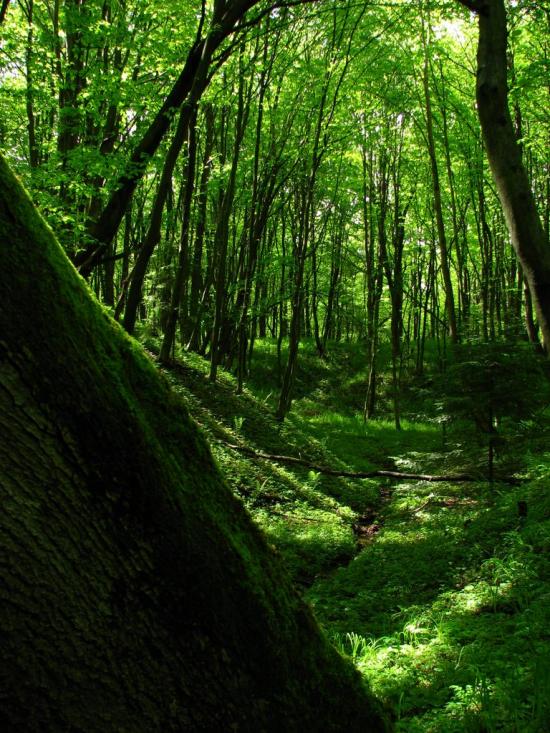 Завій з panoramio.com - Завой