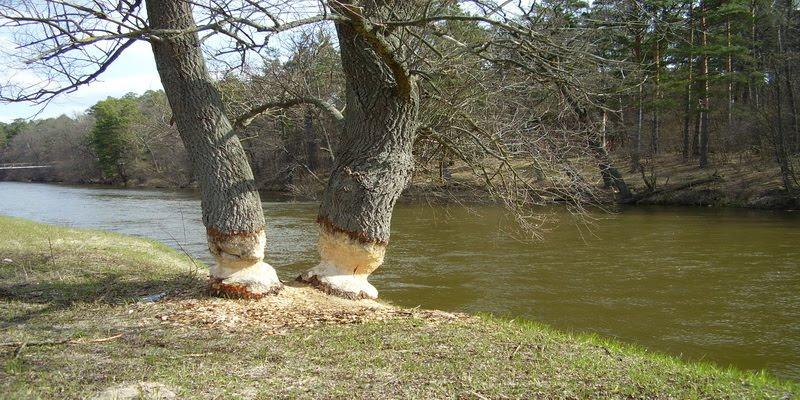 Пісківка з panoramio.com - Piskivka