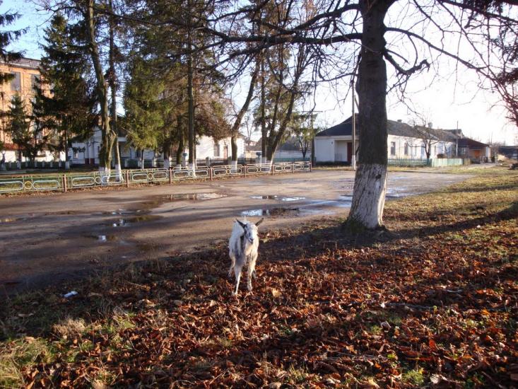 Клубівка з panoramio.com - Клубовка