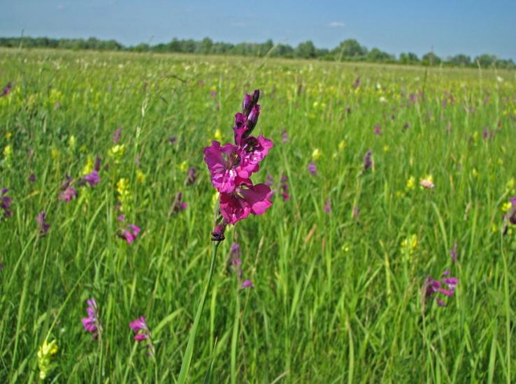 Балаклія з panoramio.com - Балаклія