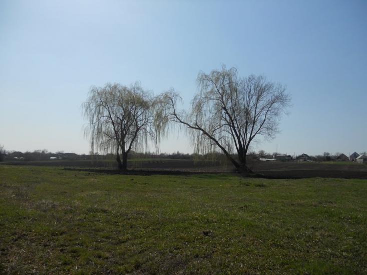 Першотравенка з panoramio.com - Первотравенка