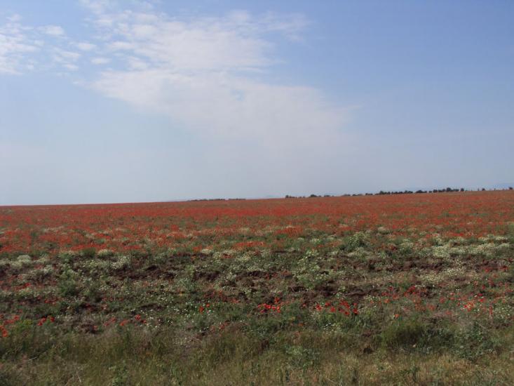 Кам'янське з panoramio.com - Кам'янське